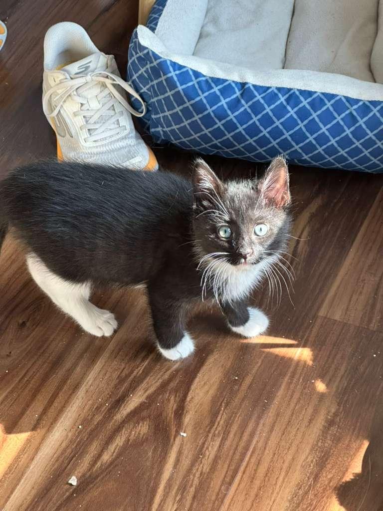 Enlarge Krabi, a ADOPTABLE Domestic Medium Hair in Lawrenceville, GA image 2/6