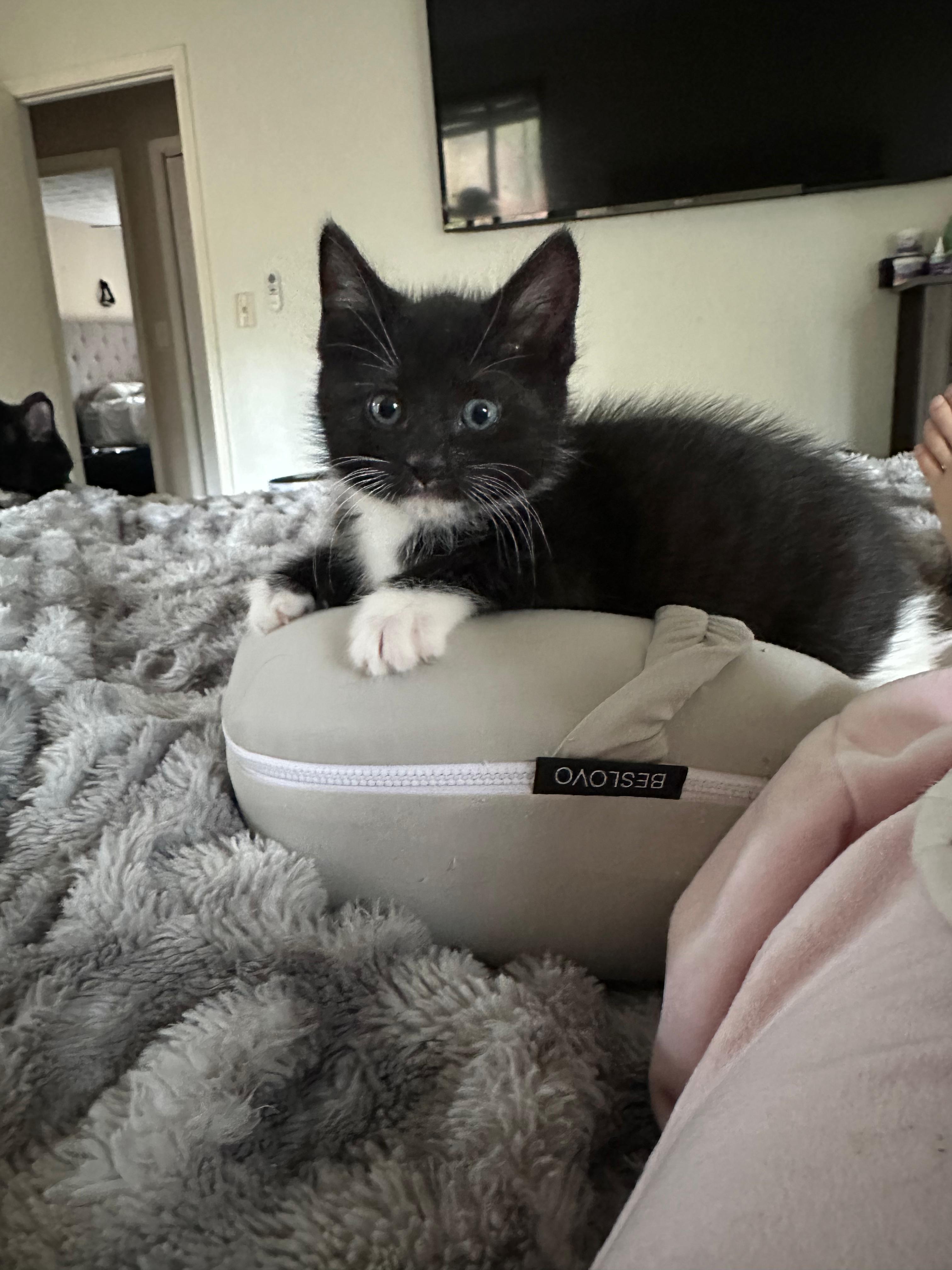 Enlarge Krabi, a ADOPTABLE Domestic Medium Hair in Lawrenceville, GA image 5/6