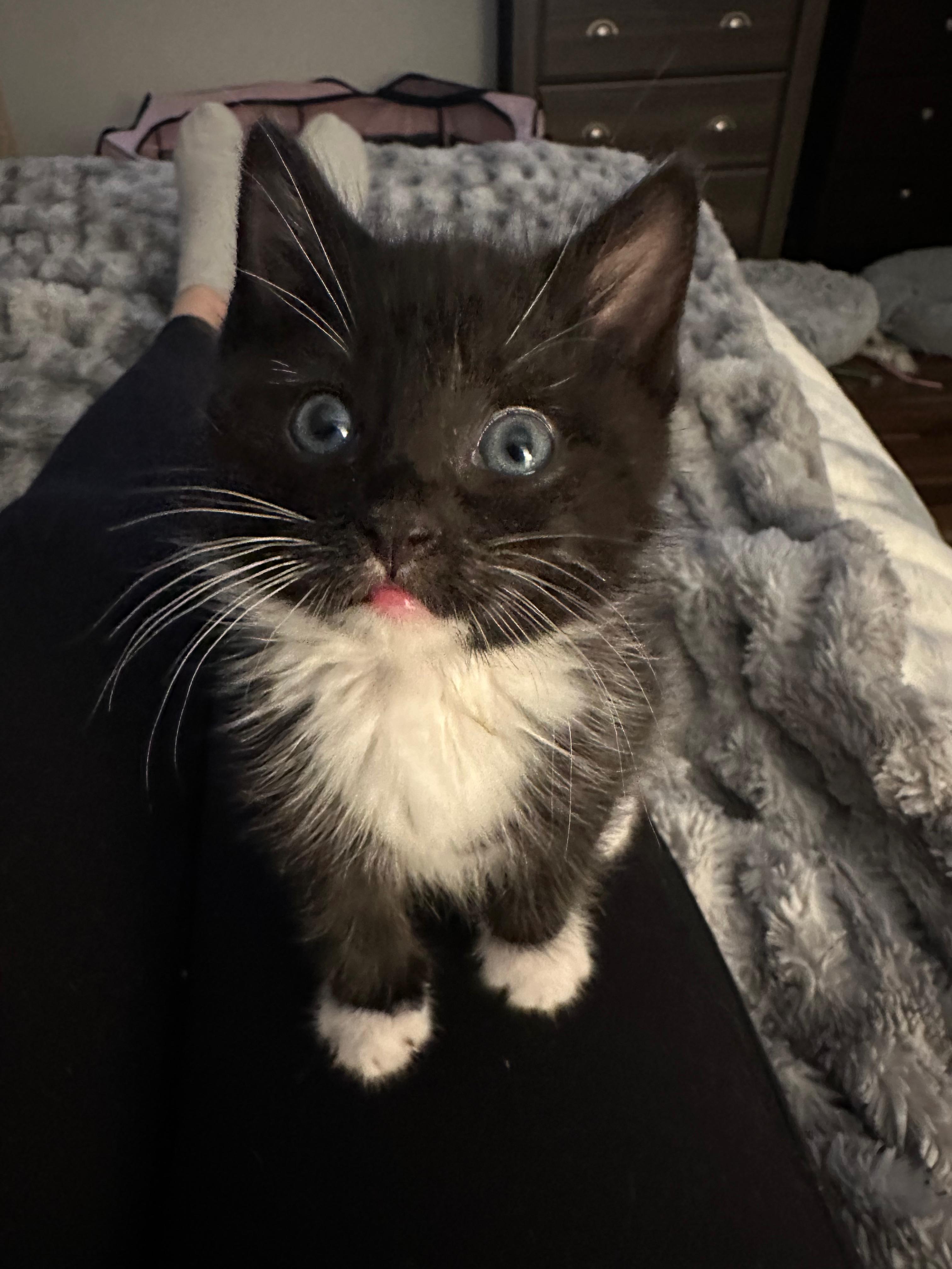 Enlarge Krabi, a ADOPTABLE Domestic Medium Hair in Lawrenceville, GA image 1/6