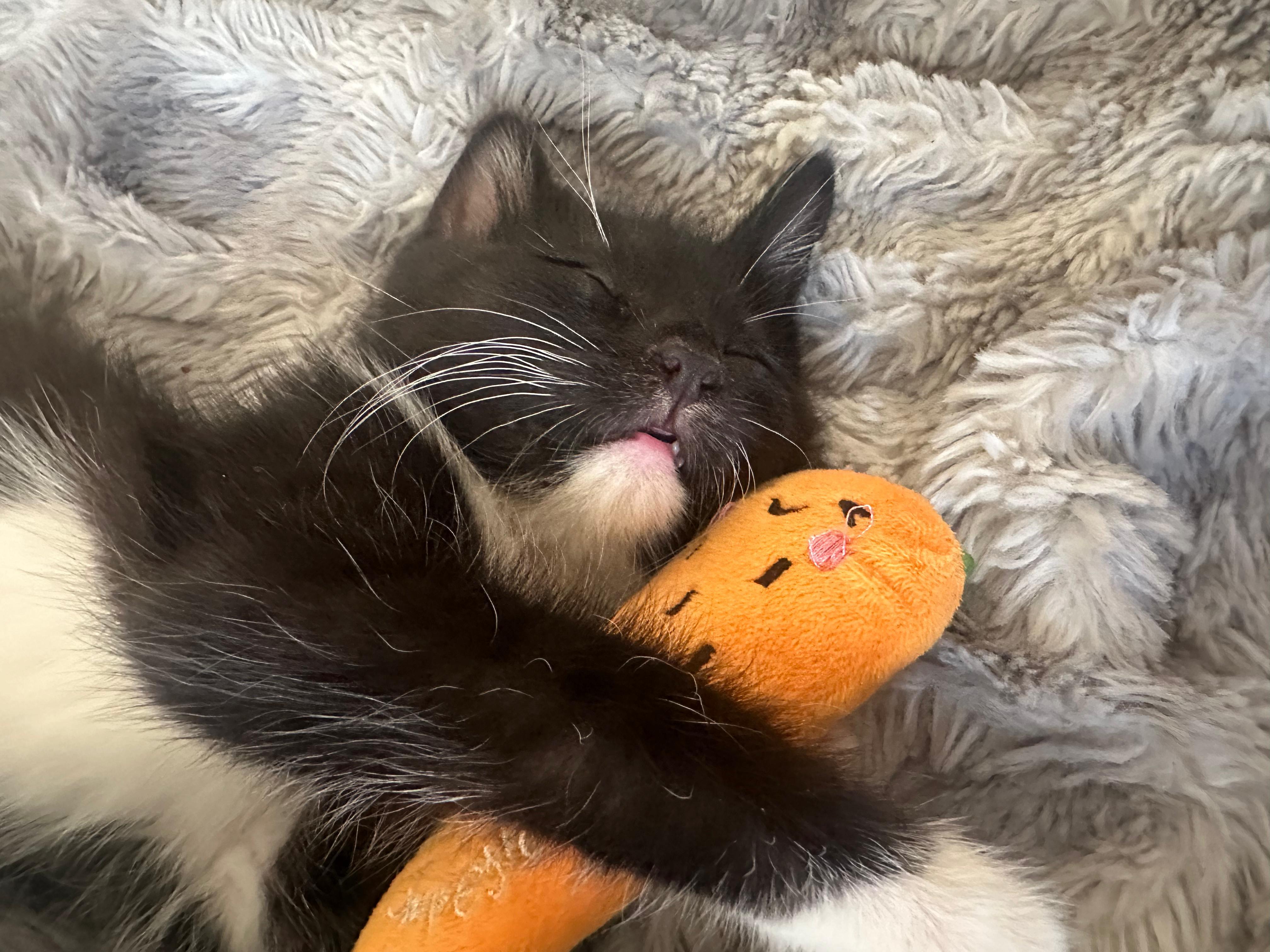 Enlarge Krabi, a ADOPTABLE Domestic Medium Hair in Lawrenceville, GA image 6/6