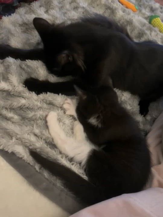 Enlarge Krabi, a ADOPTABLE Domestic Medium Hair in Lawrenceville, GA video 4/6