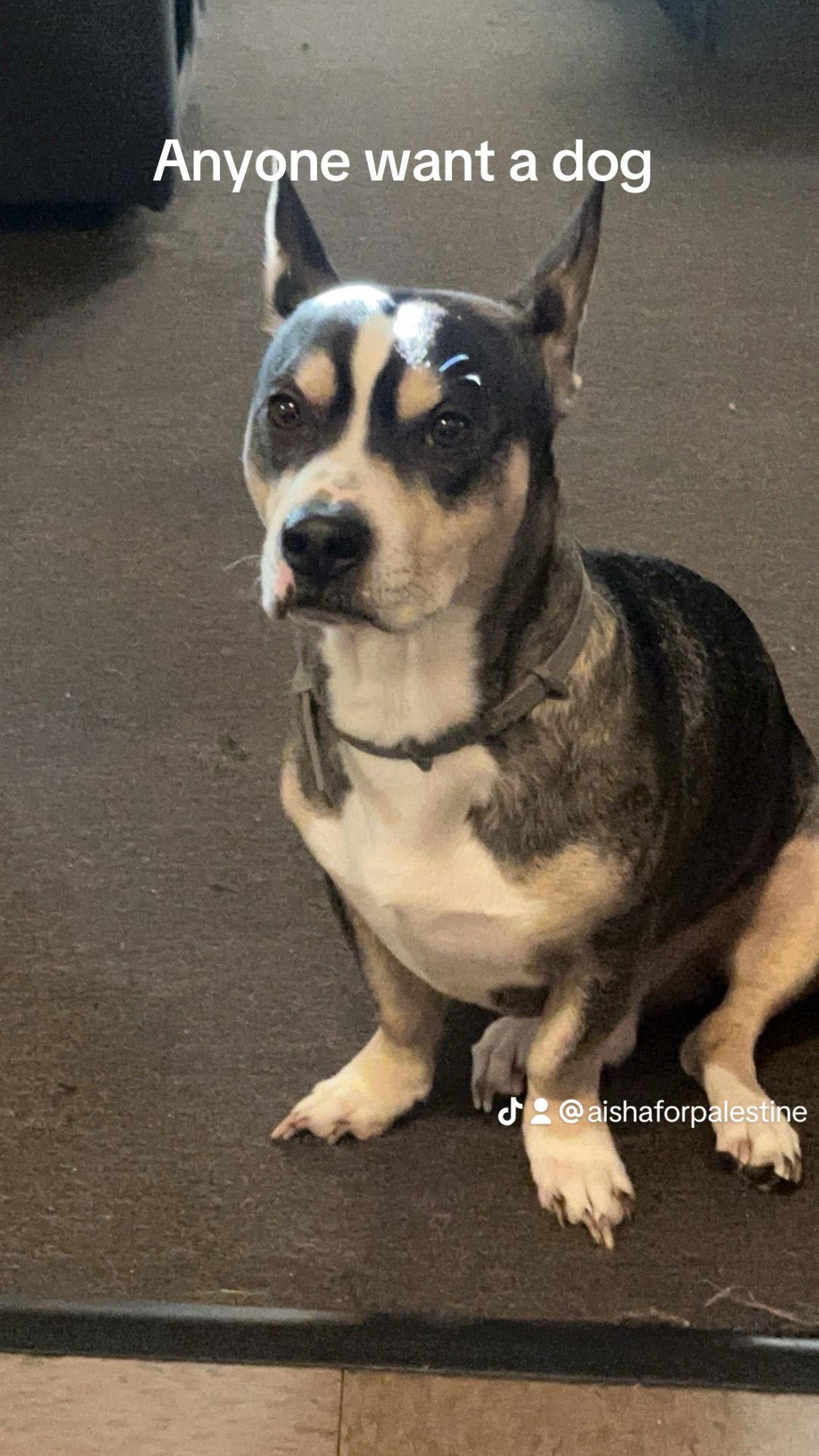 Boss, Adoptable, Adult Male Terrier.