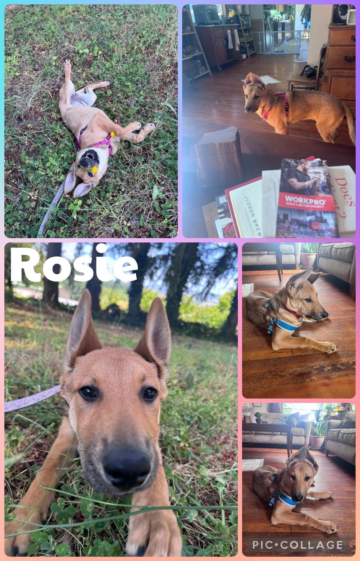 Enlarge Rosie, a Adoptable mixed breed in Newberg, OR image 1/1