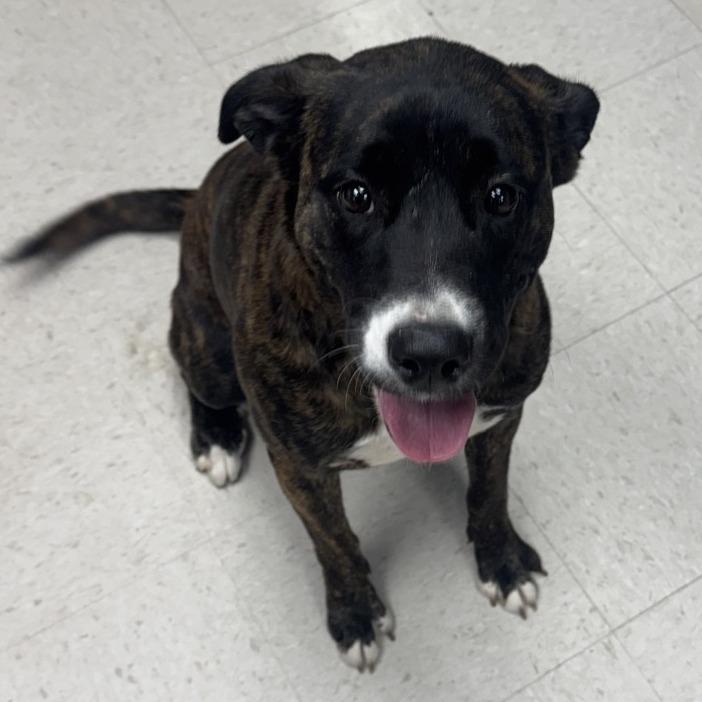 Enlarge Maple, a ADOPTABLE mixed breed in Kansas City, KS image 1/1