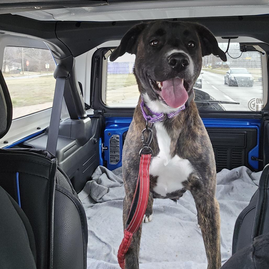 Enlarge Maple, a ADOPTABLE mixed breed in Kansas City, KS image 1/1