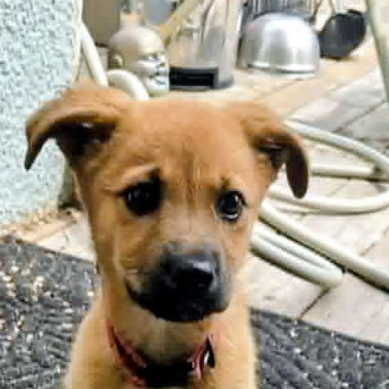 Billie (20260713-05), adopted, Puppy Female German Shepherd Dog.
