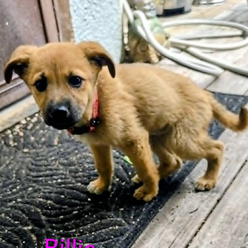 Billie (20260713-05), an adopted mixed breed in Niagara on the Lake, ON image 3/4