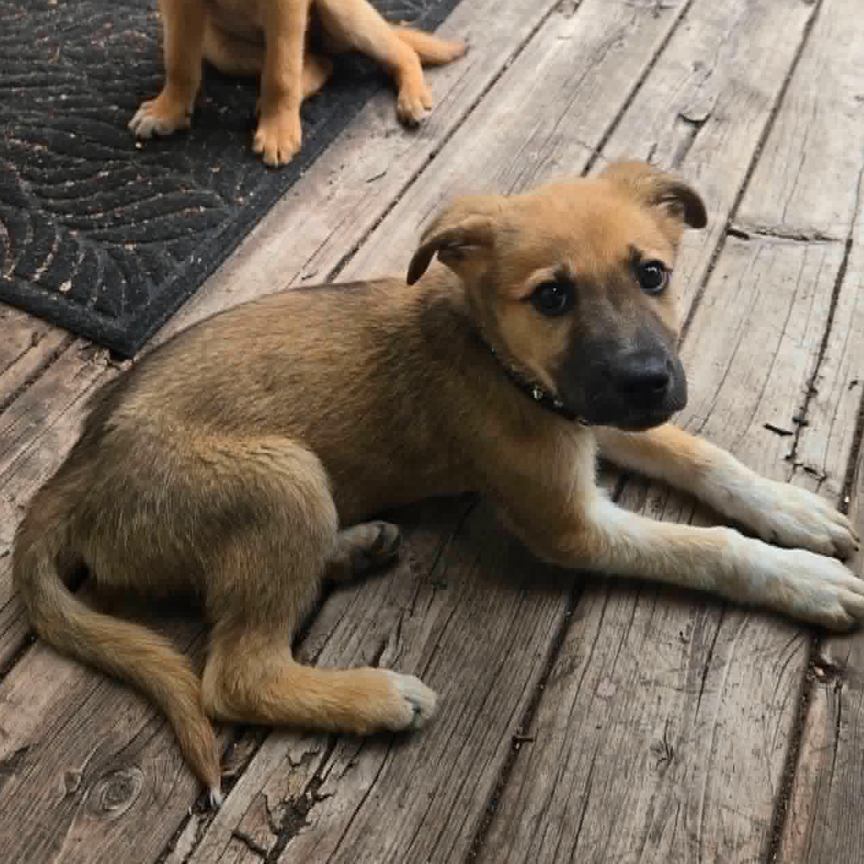 Billie (20260713-05), an adopted mixed breed in Niagara on the Lake, ON image 2/4