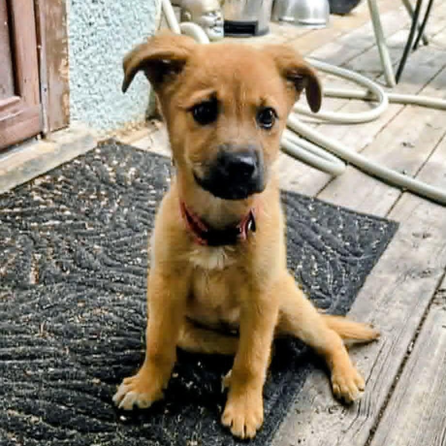 Billie (20260713-05), an adopted mixed breed in Niagara on the Lake, ON image 4/4
