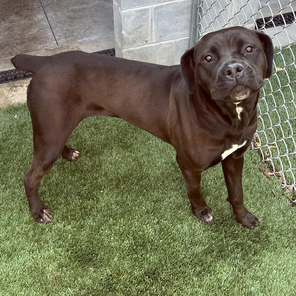 Juno, Adoptable, Young Female Cane Corso & Mixed Breed.