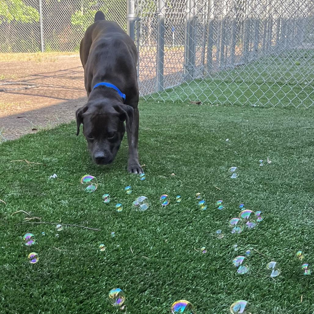 Enlarge Juno, a Adoptable mixed breed in Richmond Hill, GA image 2/4