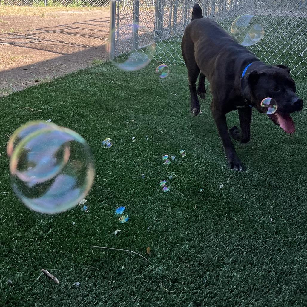 Enlarge Juno, a Adoptable mixed breed in Richmond Hill, GA image 4/4