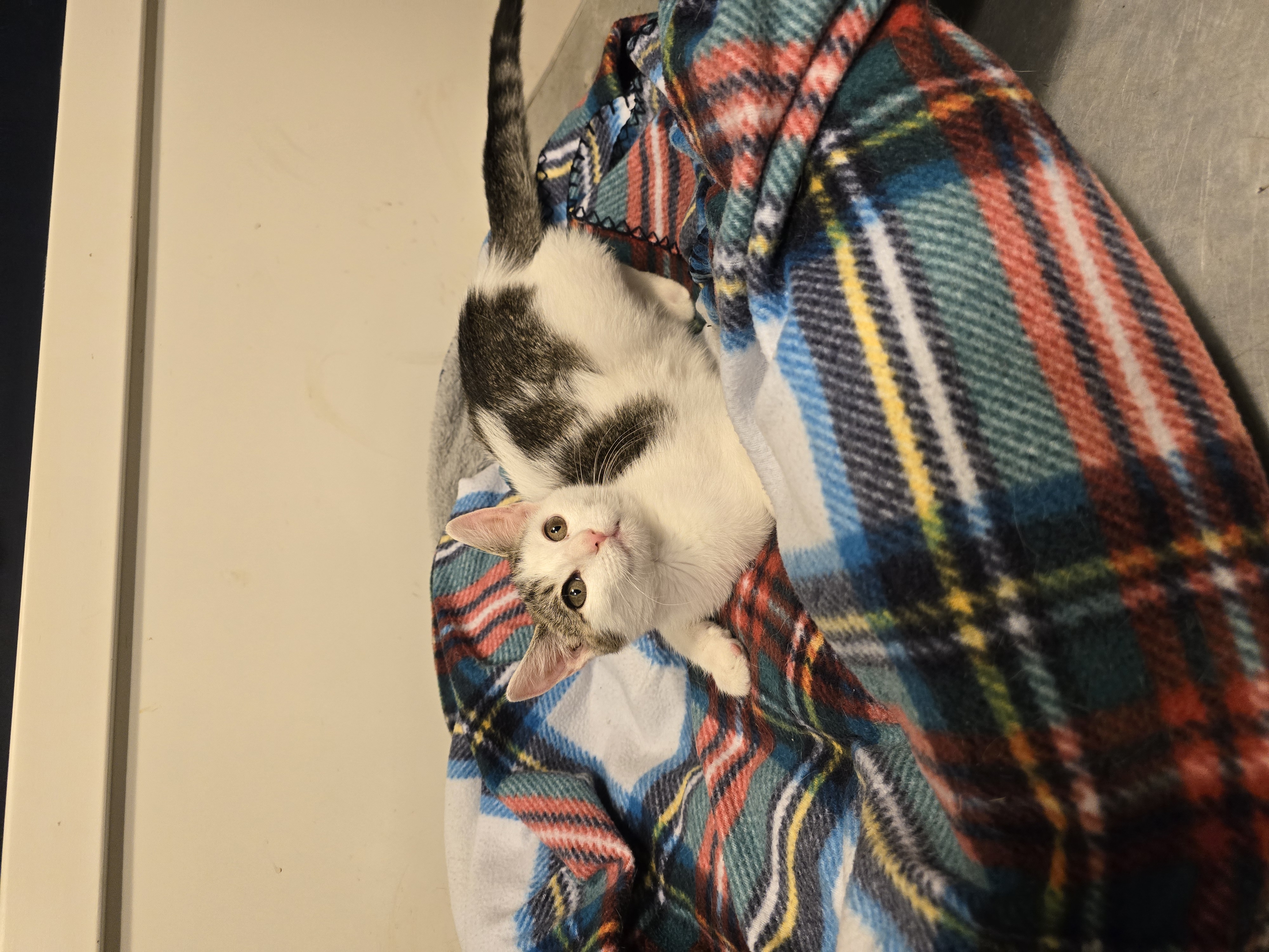 Sadie, Baby Female American Shorthair