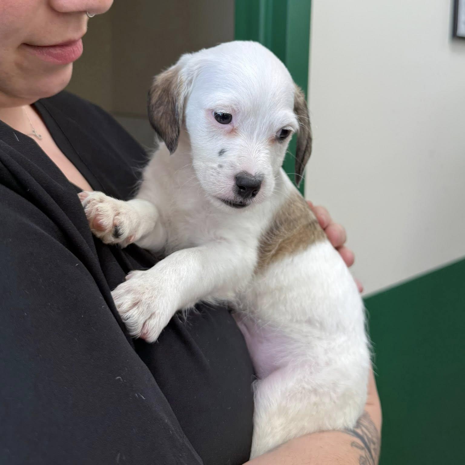Chip, a Adoptable mixed breed in Nanuet, NY image 6/6