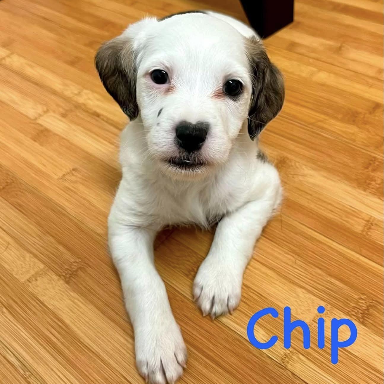 Chip, a Adoptable mixed breed in Nanuet, NY image 1/6