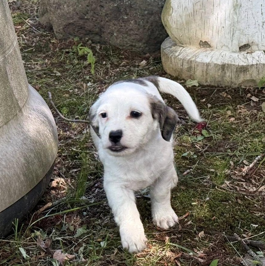 Chip, a Adoptable mixed breed in Nanuet, NY image 5/6