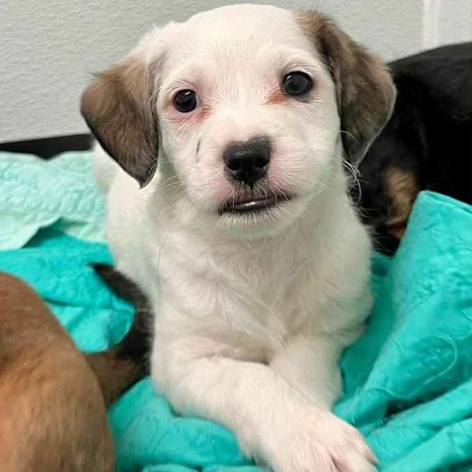 Chip, a Adoptable mixed breed in Nanuet, NY image 3/6