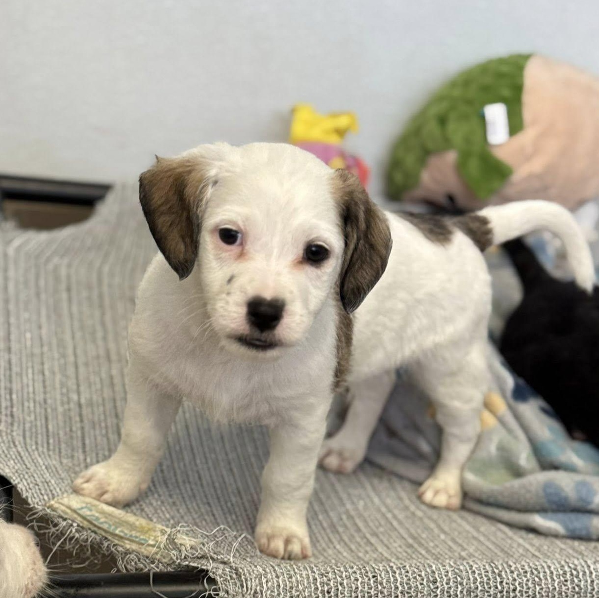 Chip, a Adoptable mixed breed in Nanuet, NY image 2/6
