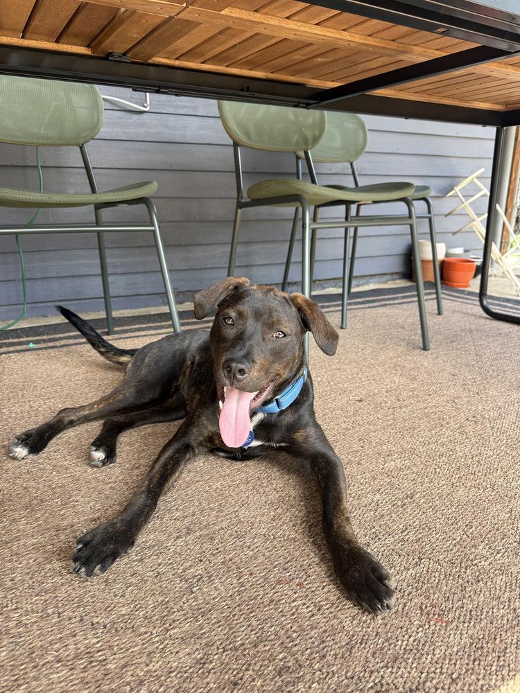 Enlarge Brook, a Adoptable mixed breed in Aurora, CO image 1/6
