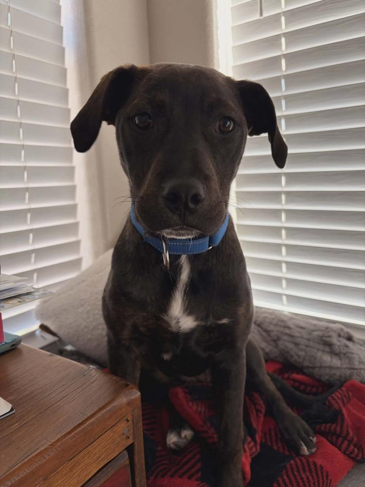 Enlarge Brook, a Adoptable mixed breed in Aurora, CO image 1/6