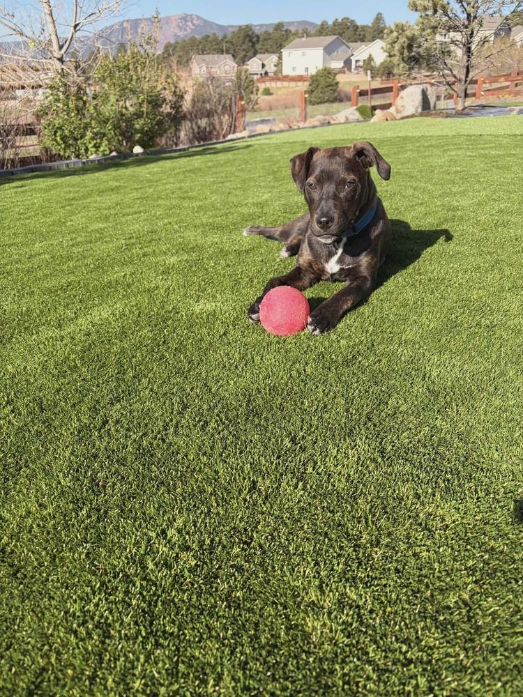 Enlarge Brook, a Adoptable mixed breed in Aurora, CO image 2/6