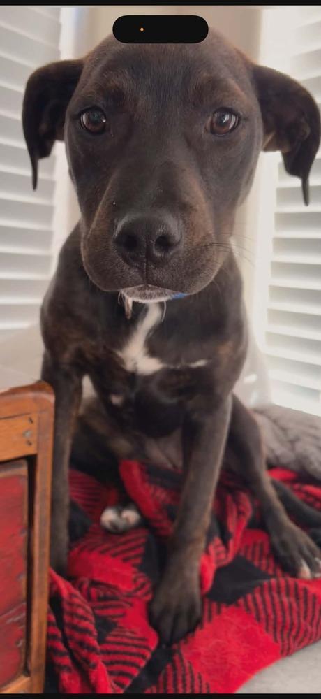 Enlarge Brook, a Adoptable mixed breed in Aurora, CO image 3/6