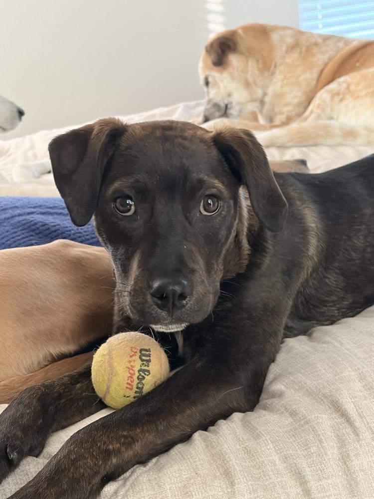 Enlarge Brook, a Adoptable mixed breed in Aurora, CO image 4/6