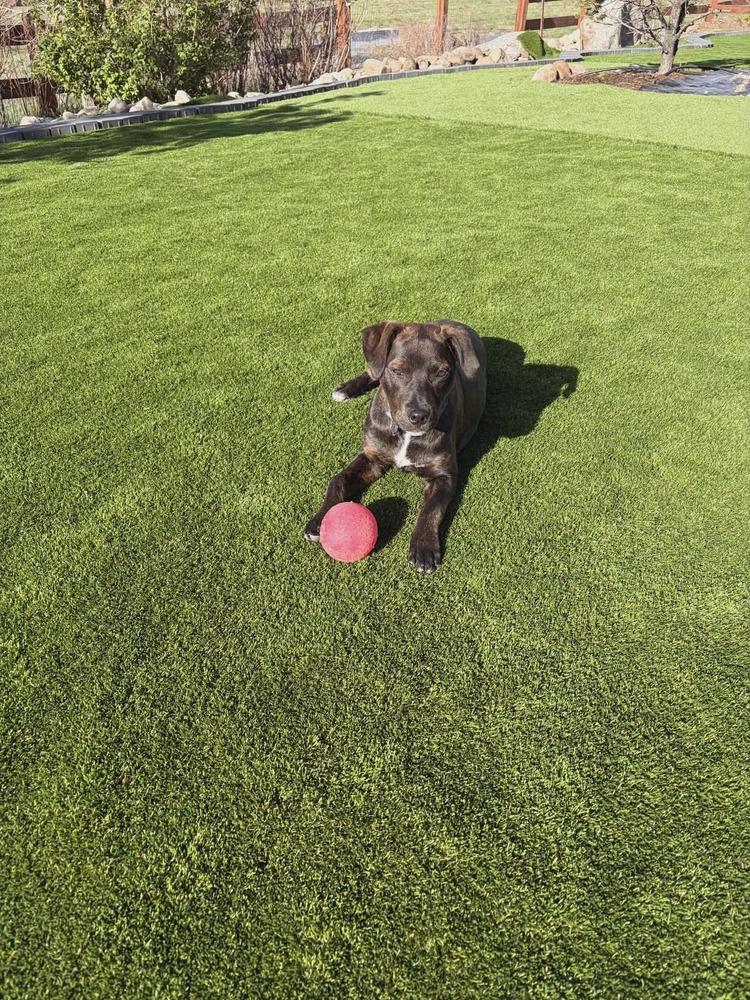 Enlarge Brook, a Adoptable mixed breed in Aurora, CO image 5/6