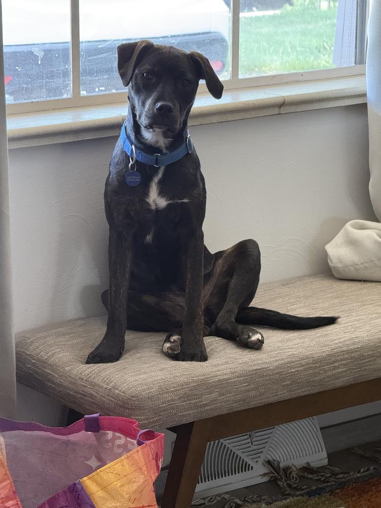 Enlarge Brook, a Adoptable mixed breed in Aurora, CO image 5/6