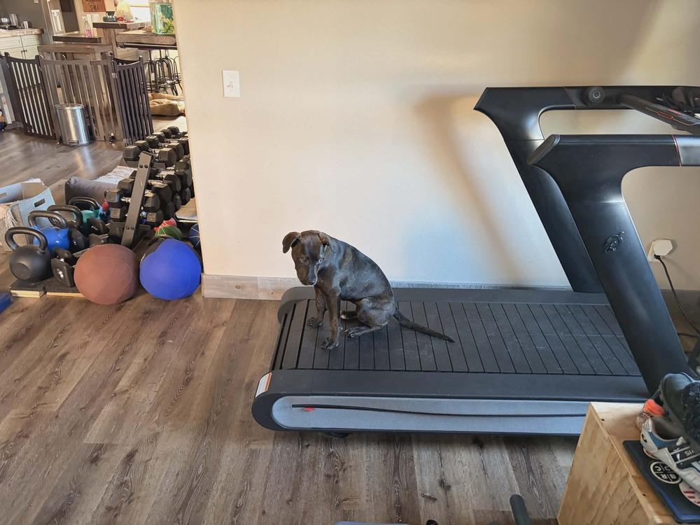 Enlarge Brook, a Adoptable mixed breed in Aurora, CO image 6/6