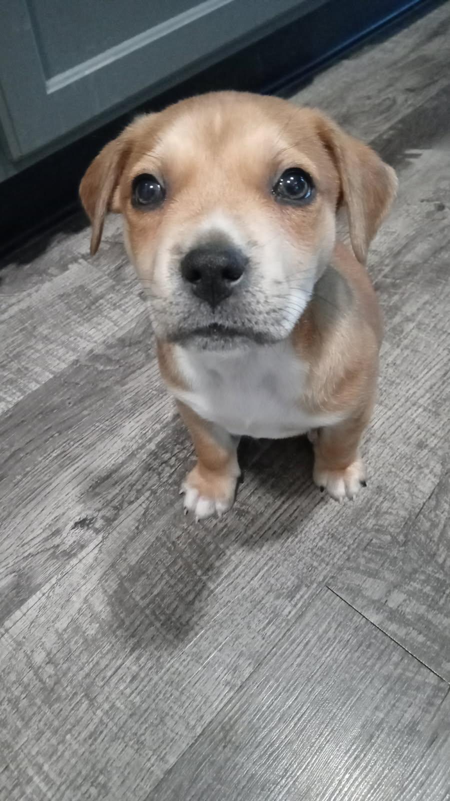 Creed, a Adoptable mixed breed in Colleyville, TX image 1/4