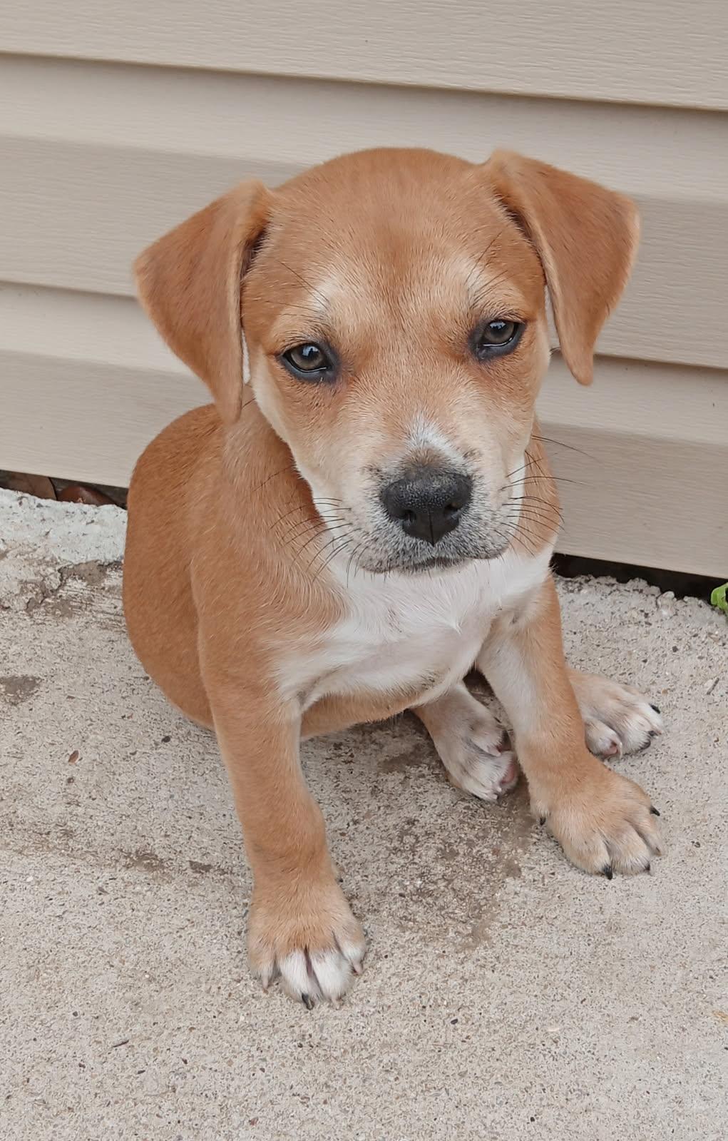 Creed, a Adoptable mixed breed in Colleyville, TX image 2/4