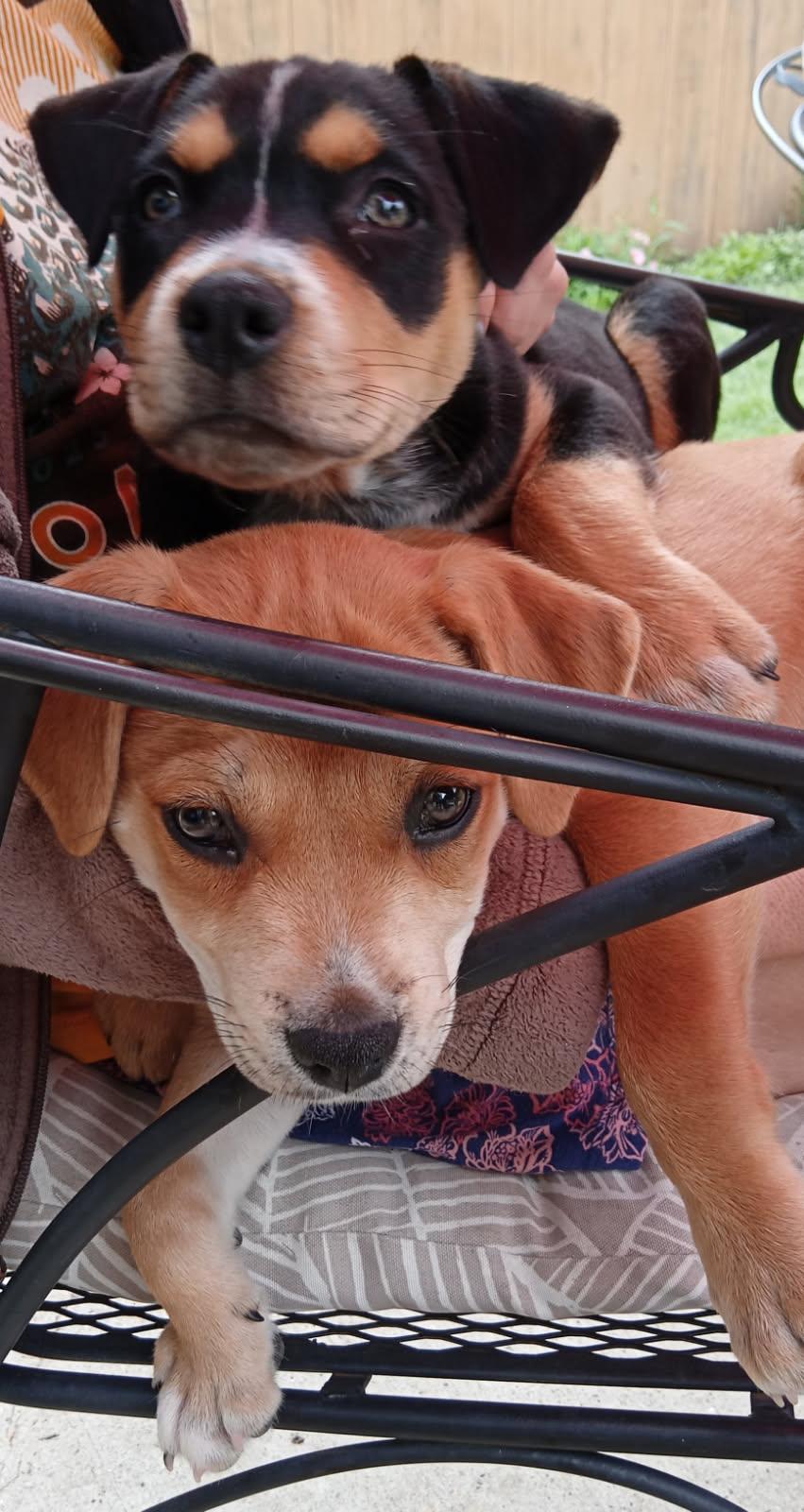 Creed, a Adoptable mixed breed in Colleyville, TX image 3/4