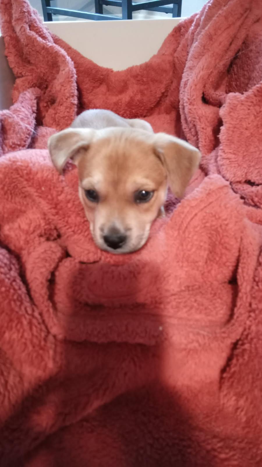 Creed, a Adoptable mixed breed in Colleyville, TX image 4/4