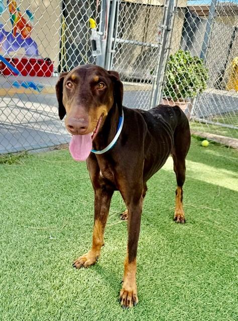 SUNDAY, Adoptable, Adult Female Doberman Pinscher.