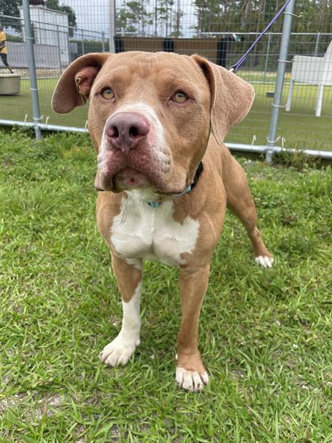 GRITS, Adoptable, Adult Male Pit Bull Terrier & Mixed Breed.