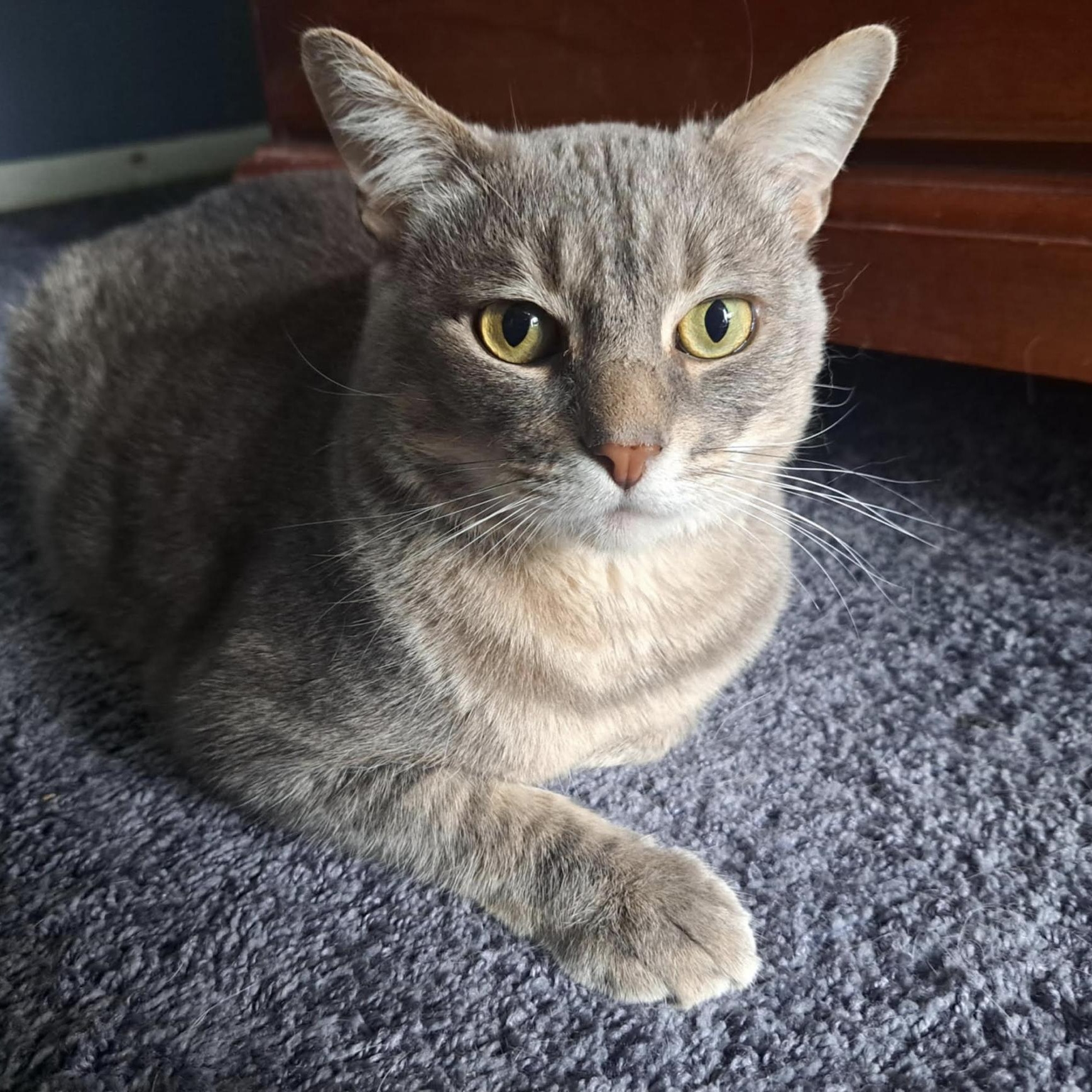 Randall, a Adoptable Domestic Short Hair in Cincinnati, OH image 1/3