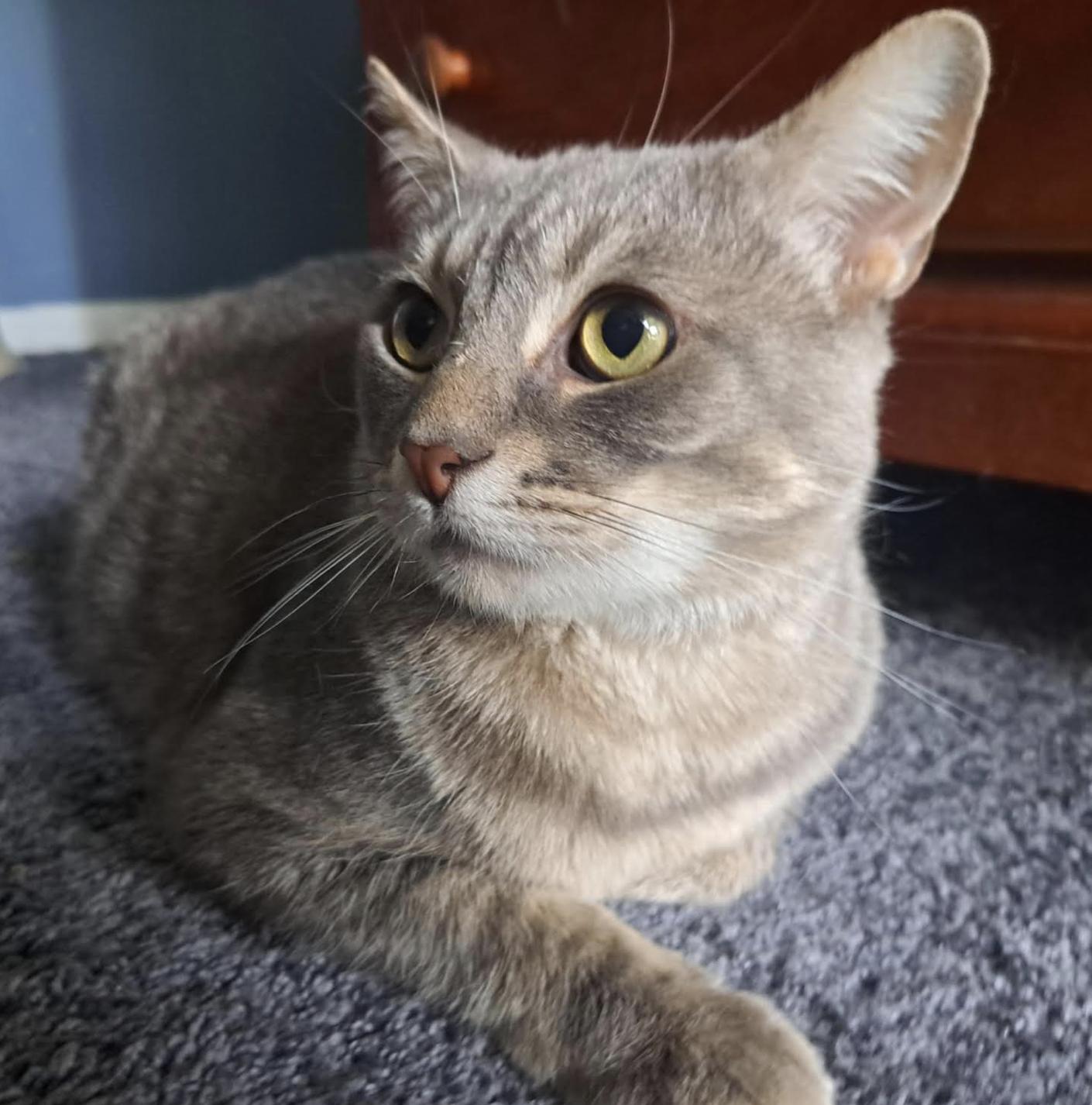 Randall, a Adoptable Domestic Short Hair in Cincinnati, OH image 2/3