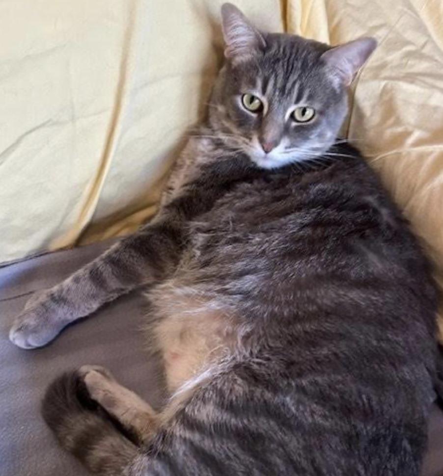 Randall, Adoptable, Adult Male Domestic Short Hair.