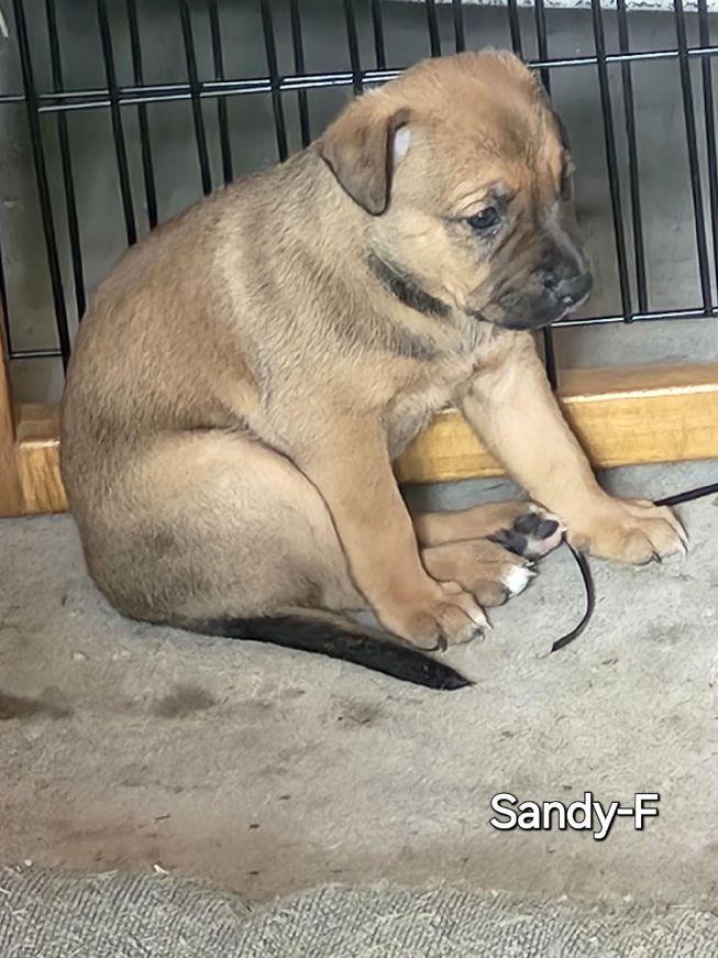 Sandy photo
