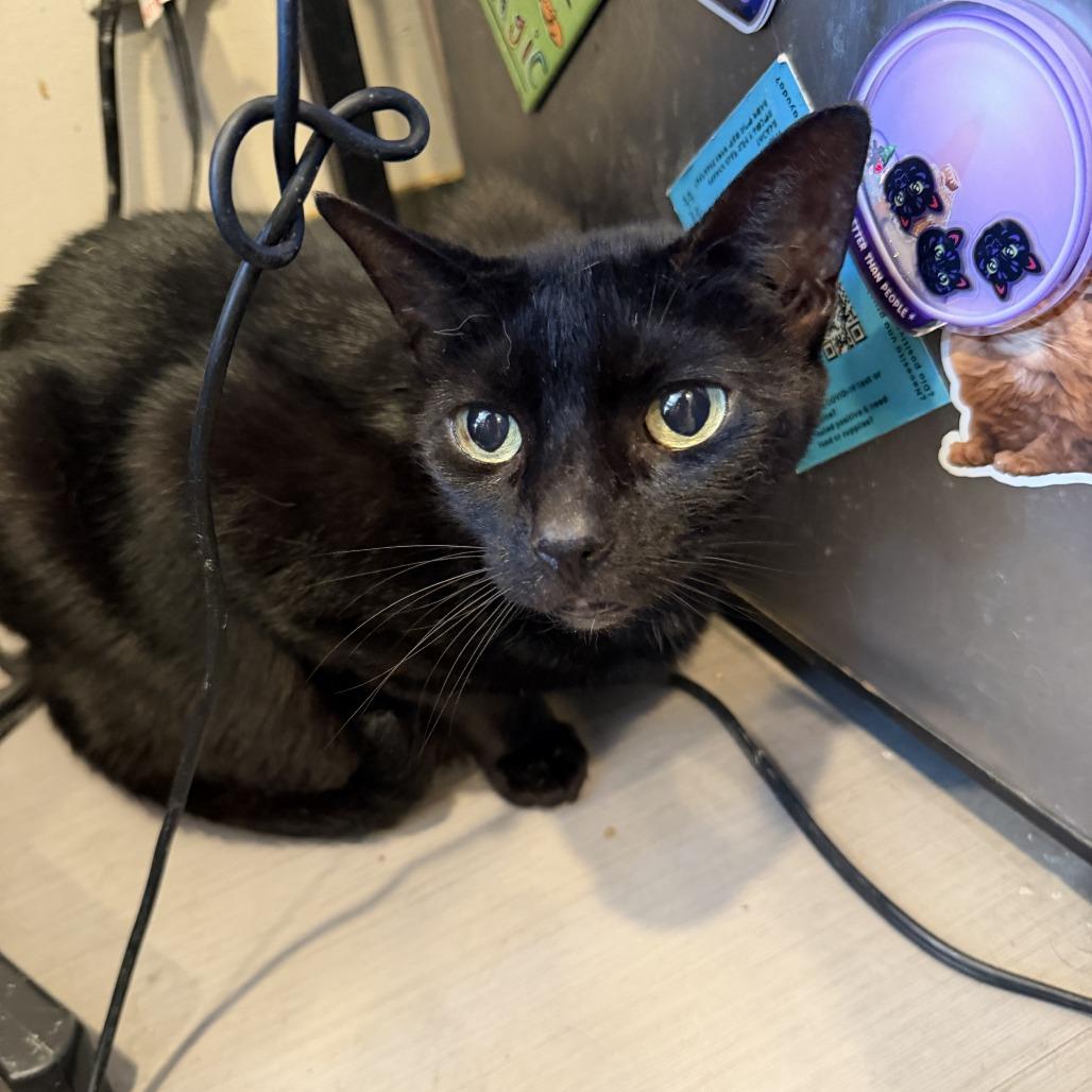 Enlarge Inca, a Adoptable Domestic Short Hair in Alexandria, VA image 1/1