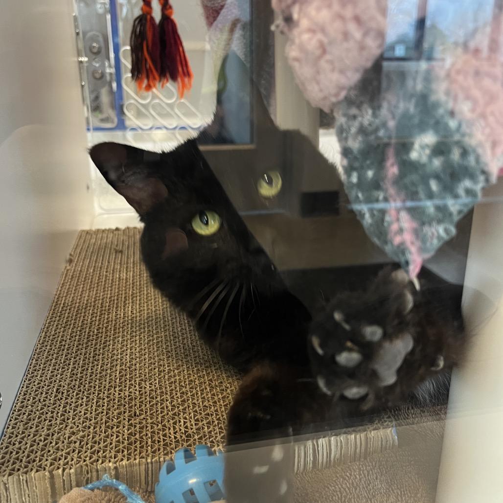 Enlarge Arwin, a Adoptable Domestic Short Hair in Fort Wayne, IN image 1/6