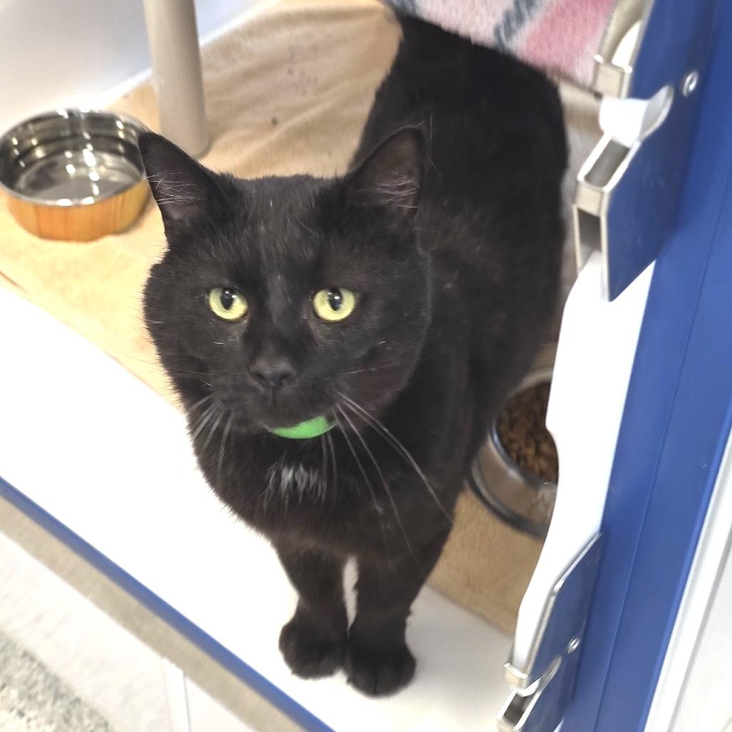 Enlarge Arwin, a Adoptable Domestic Short Hair in Fort Wayne, IN image 2/6