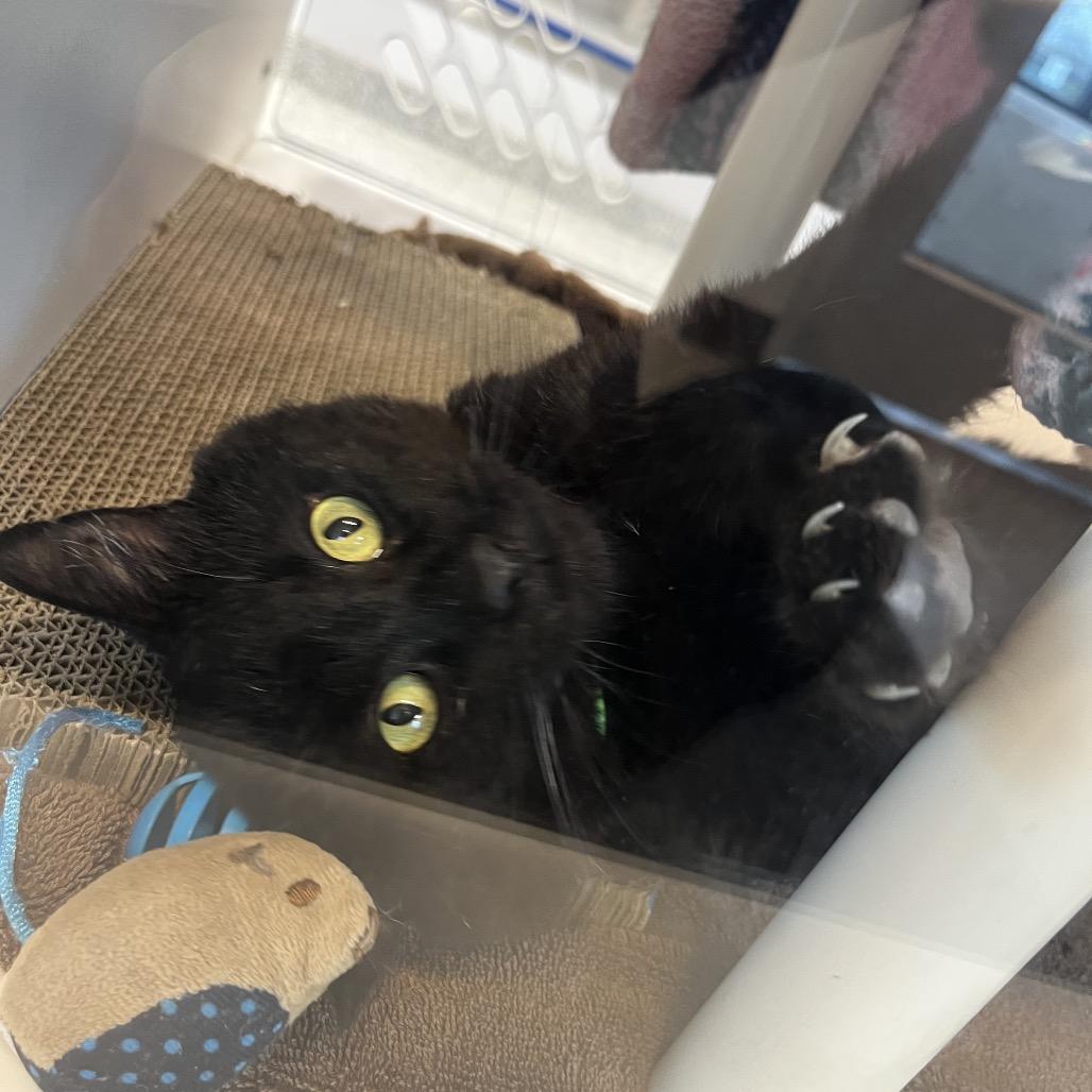 Enlarge Arwin, a Adoptable Domestic Short Hair in Fort Wayne, IN image 3/6