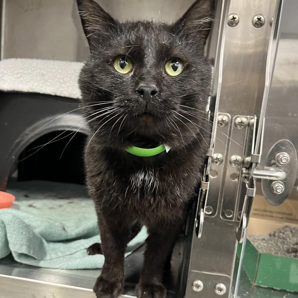 Enlarge Arwin, a Adoptable Domestic Short Hair in Fort Wayne, IN image 4/6