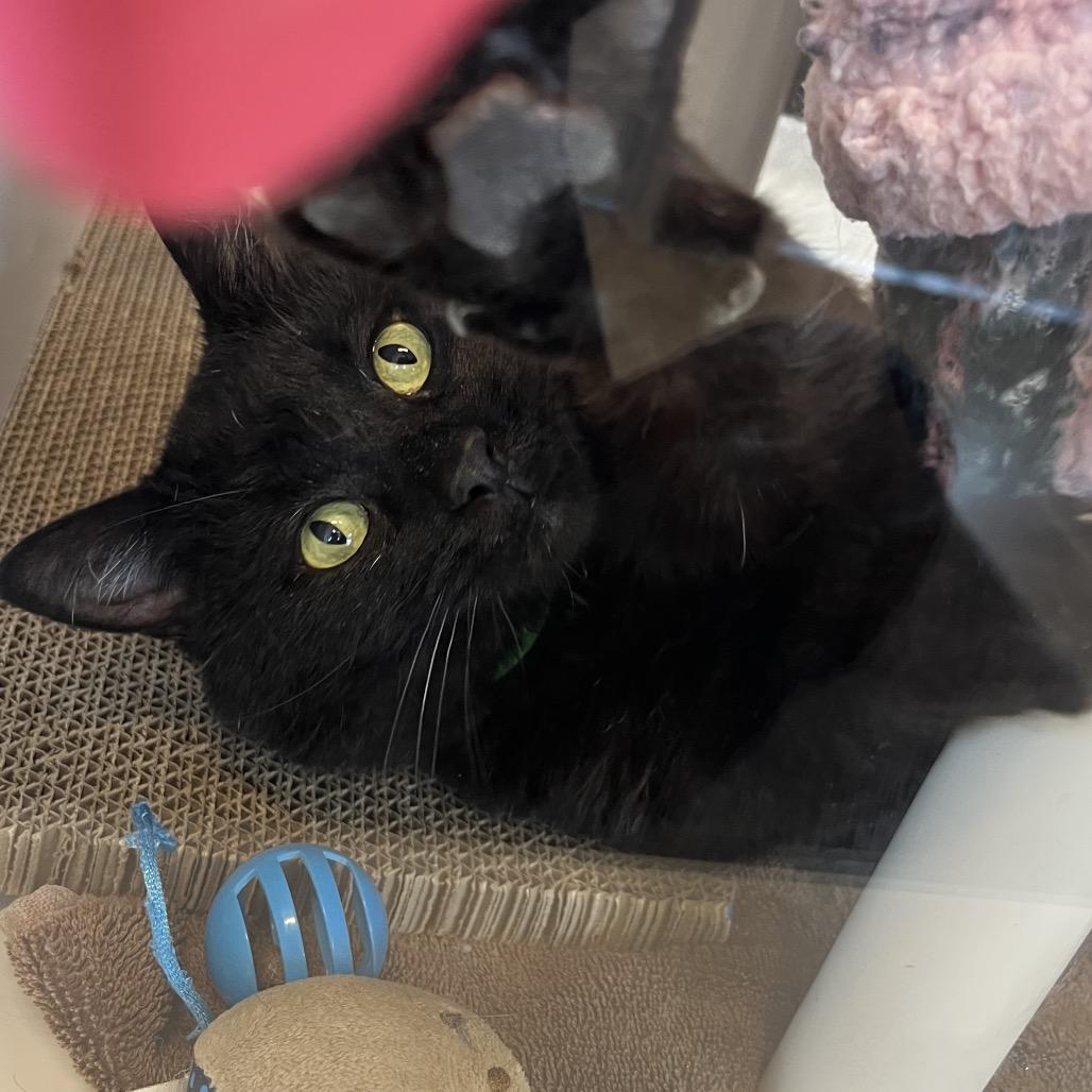 Enlarge Arwin, a Adoptable Domestic Short Hair in Fort Wayne, IN image 5/6