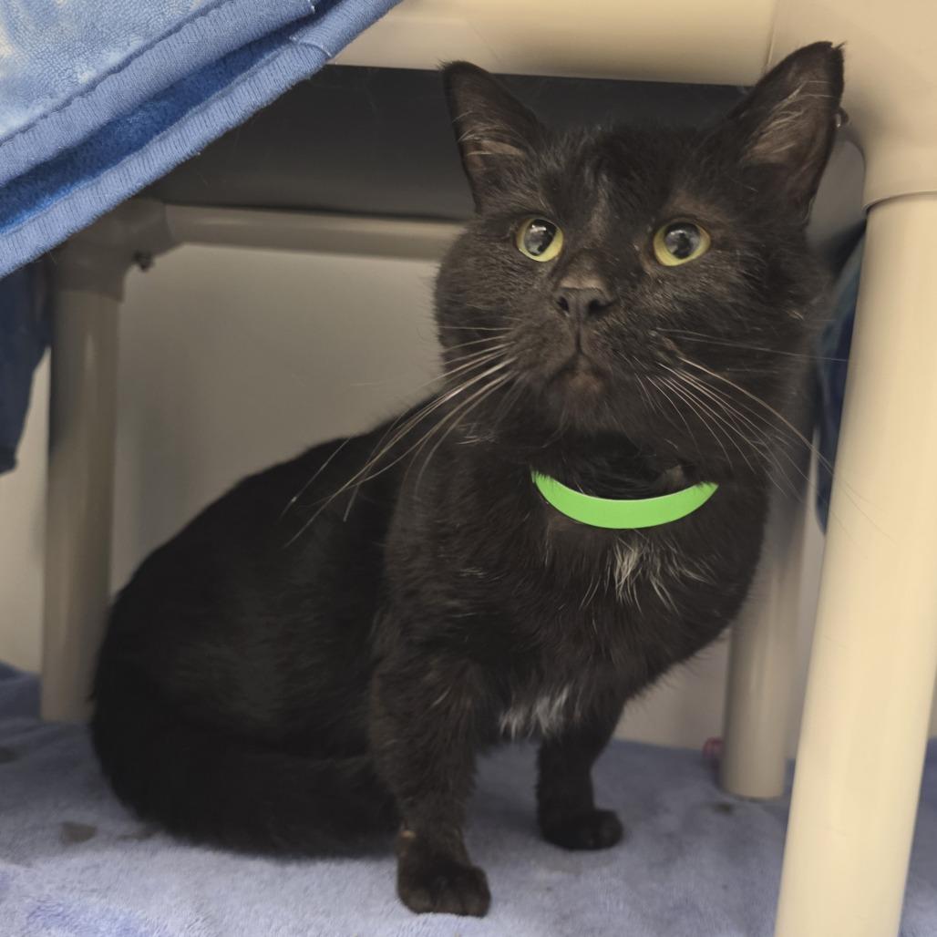 Enlarge Arwin, a Adoptable Domestic Short Hair in Fort Wayne, IN image 6/6