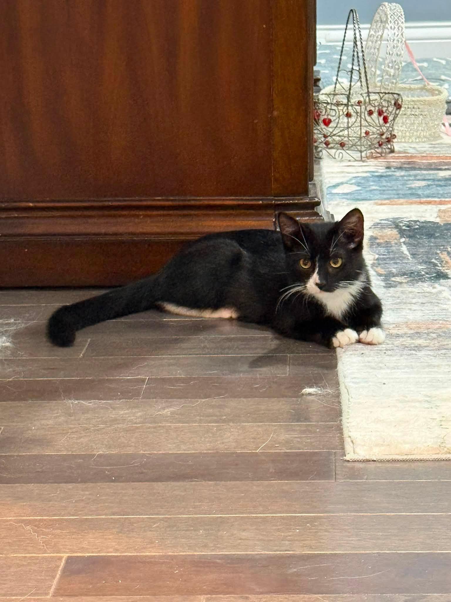 Hermes (Socks), Adoptable, Kitten Female Domestic Medium Hair.