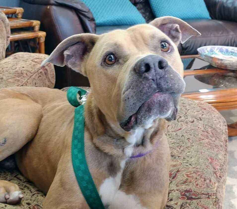 Enlarge Tank, a Adoptable mixed breed in Saint Augustine, FL image 1/4