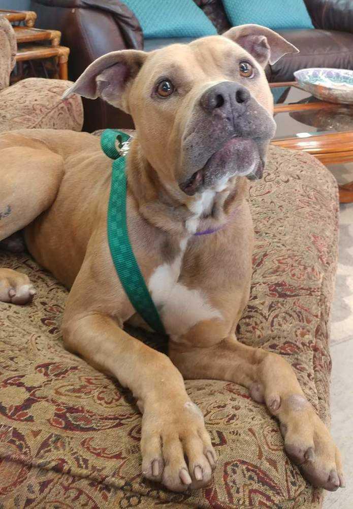 Enlarge Tank, a Adoptable mixed breed in Saint Augustine, FL image 2/4